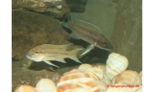 Neolamprologus longicaudatus kavalla